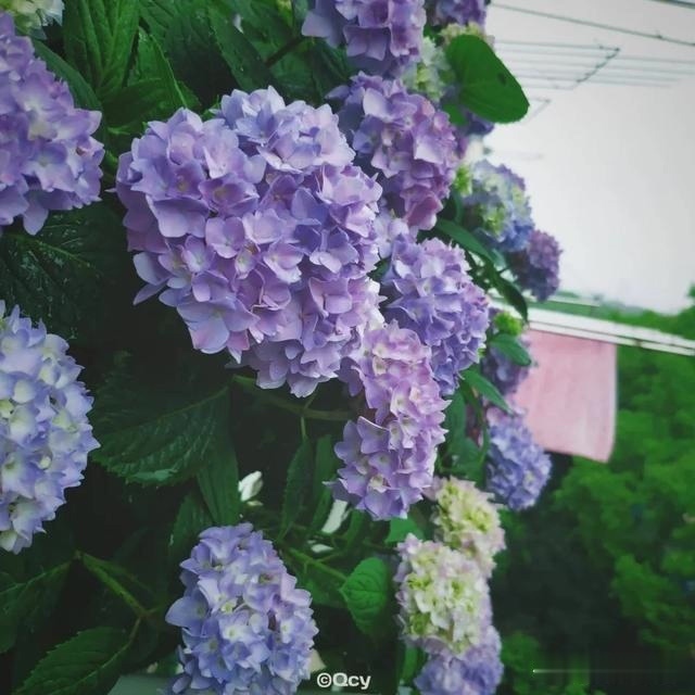 圆滚滚的绣球，瀑布般的花墙，这届花友也太会种花了吧