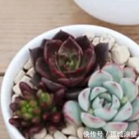 新手小白养多肉最怕这些坏毛病