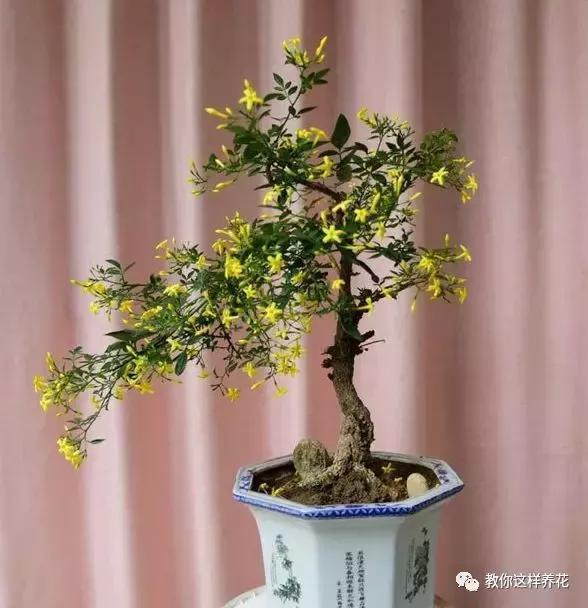 农村常见的1种树桩，栽在盆里剪几刀，变成盆景价值翻翻！