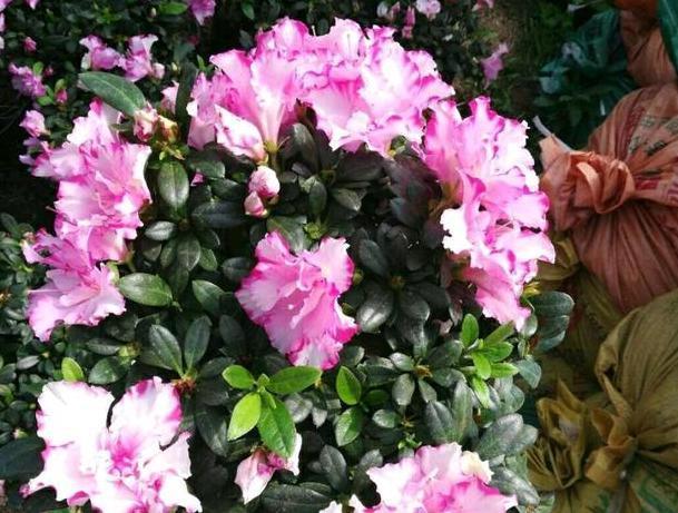 茶花盆栽四季杜鹃,注意3点,枝繁叶茂、花团锦簇、病虫害少