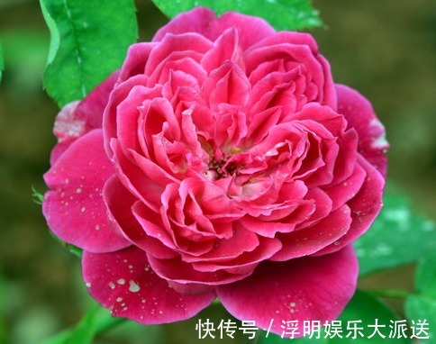 波浪状|夏天不知道养什么花,这些花朵花大色艳,夏天好养活,花香还浓