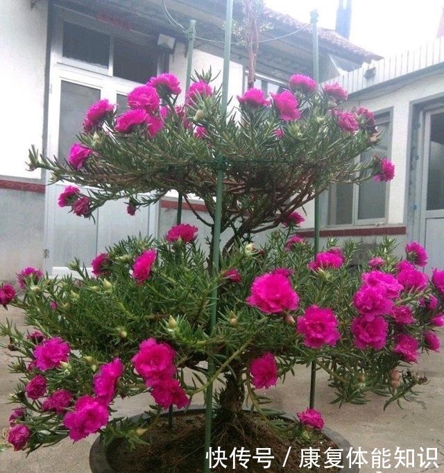 养太阳花,绑1根竹签再修剪,长成开花多、惊艳独特的老桩!