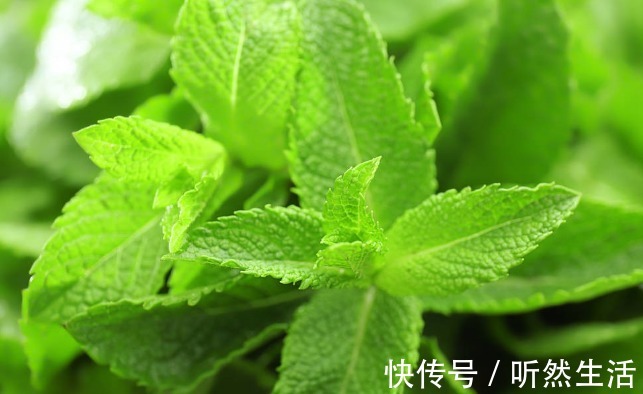 鱼腥草|66种野菜大图片，带你见识不同的野菜和吃法，你想要的野菜这里有