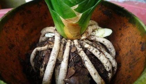 事项|君子兰换盆之后有几个注意事项,做好就省下了“缓苗”