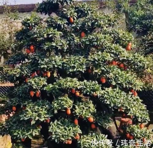 可以摆阳台的“镇宅树”，1盆价值“1万”，养8年像盆景，值钱