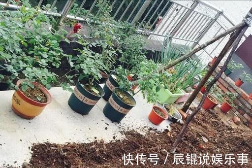 6种“垃圾”不要扔,拿来养花效果棒,省下一笔钱,废物又利用