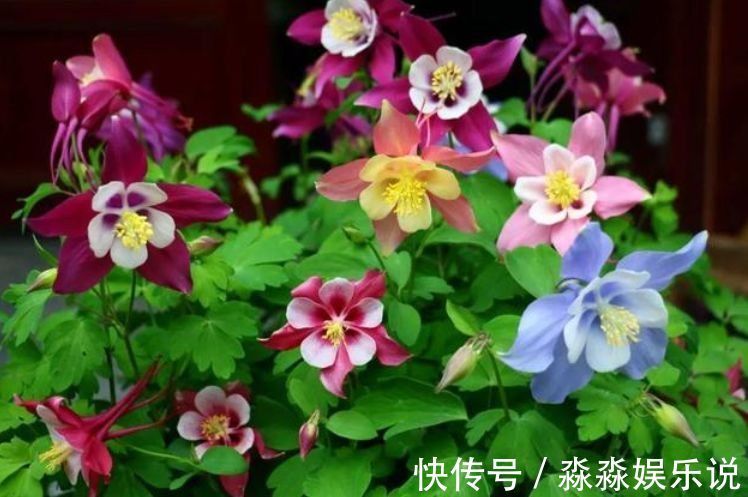 山茶花|几款艳丽的花卉，漂亮又好闻，花开芳香四溢，养在家中香飘满屋