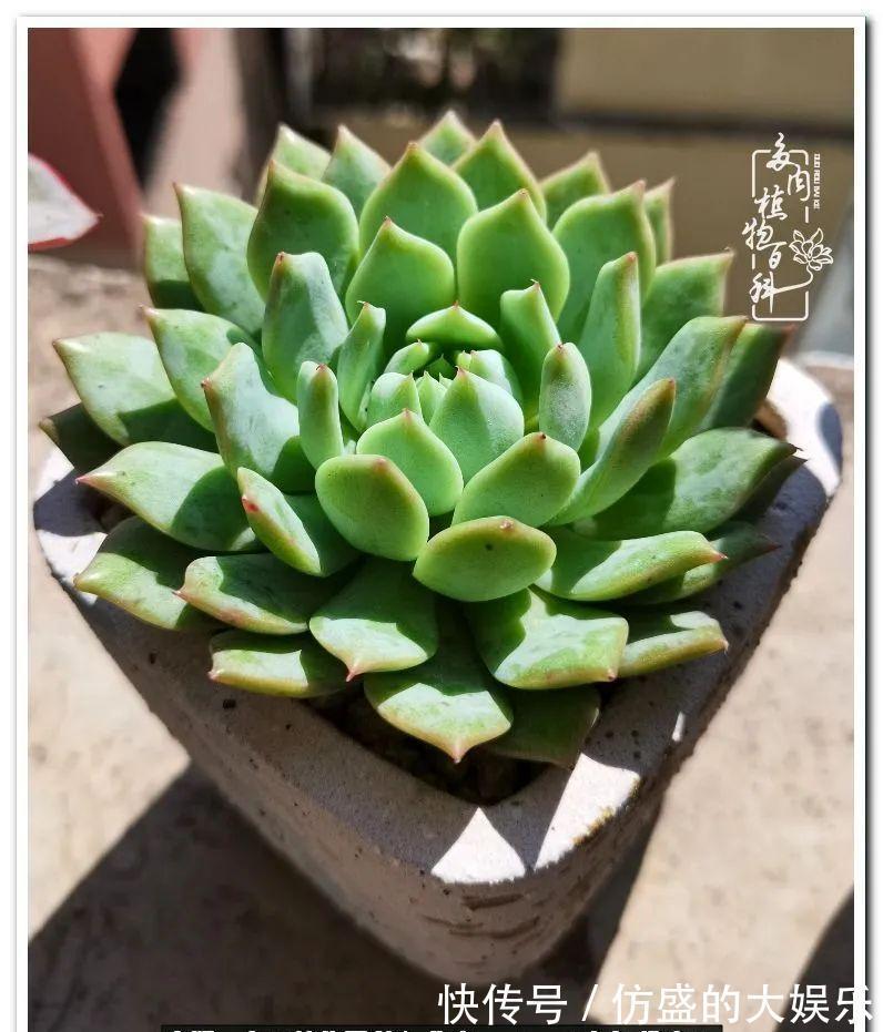 养多肉,慢慢来,我们一起沉淀再绽放!