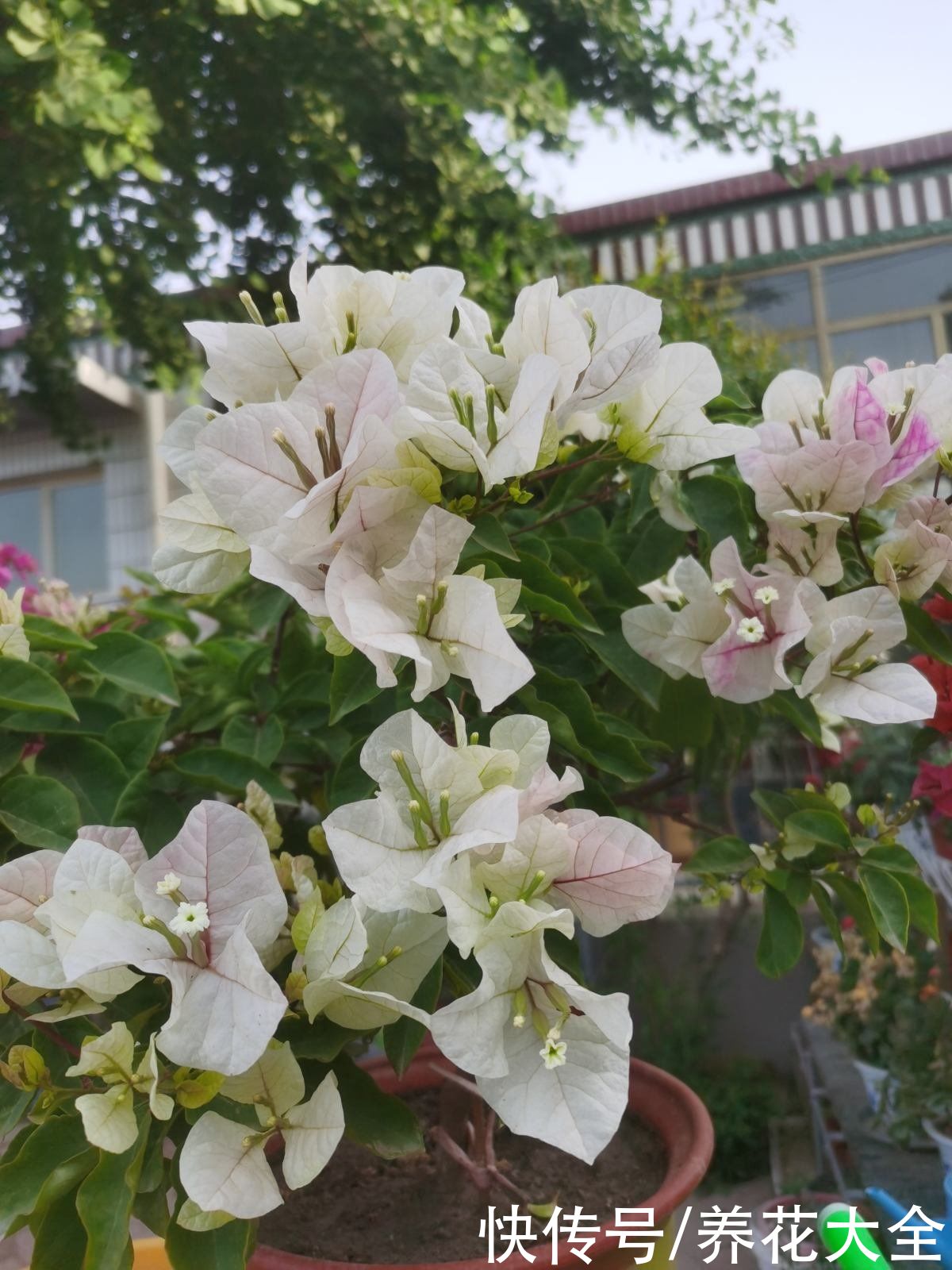 茉莉|养花不要贪多,只选一个最好的品种,在家就能养成花海