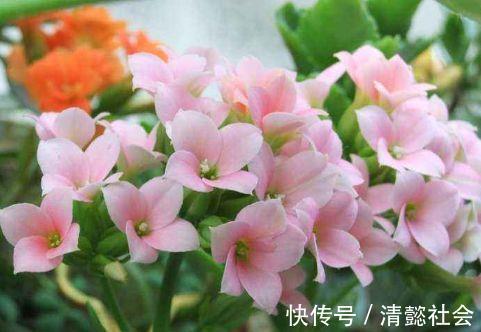 长寿花|4种花号称是开花王,美成了花园,漂亮好养,开花多