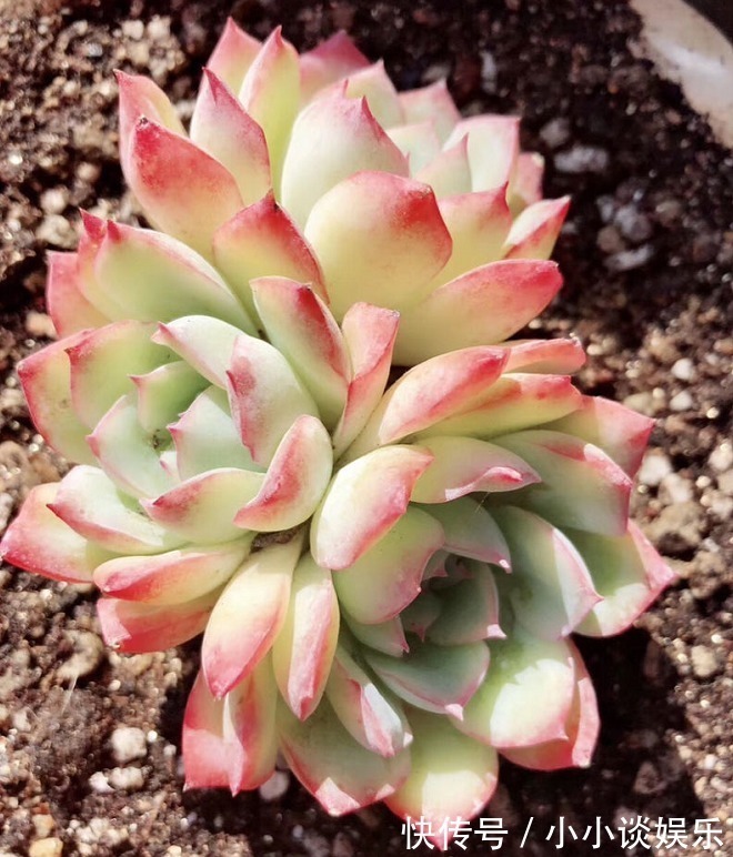 度夏|最容易度夏的10种多肉,全是大普货,皮实好养长得快!