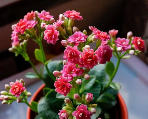 长寿花漂亮又艳丽，教你3个盆栽长寿花的小妙招，长的越来越旺盛