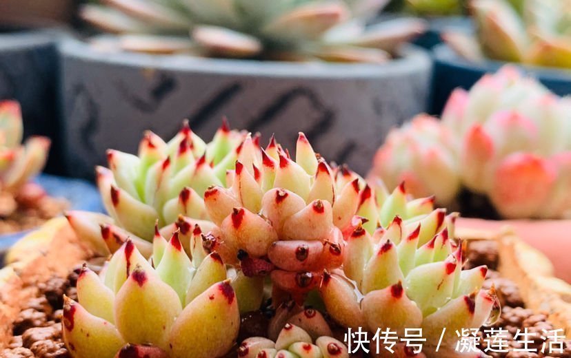 养花浇水,这4个错别犯,否则养啥花都黄叶、烂根,学会一生受用