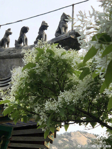 崂山百年流苏花盛开 ，“五月飘雪”醉华严