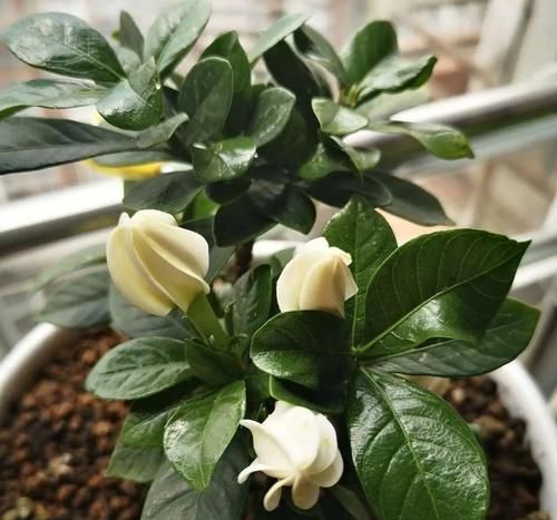 栀子茉莉花用醋养一养，叶子绿，花朵多，气味香