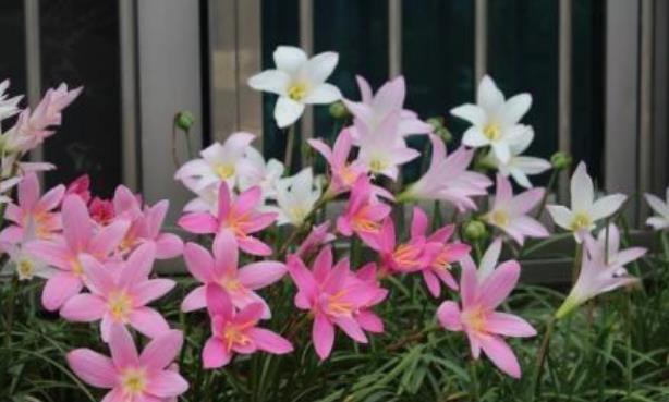 新手不会养兰花,可以养盆这种“兰”,简单好养,花期长达小半年