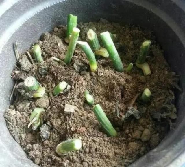 入秋后,3种花要“多剪剪”,叶子剪得狠,生长越是旺盛