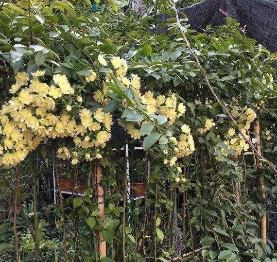 用它嫁接蟹爪兰真是太好了,易操作生长快,当年开花,两年爆满