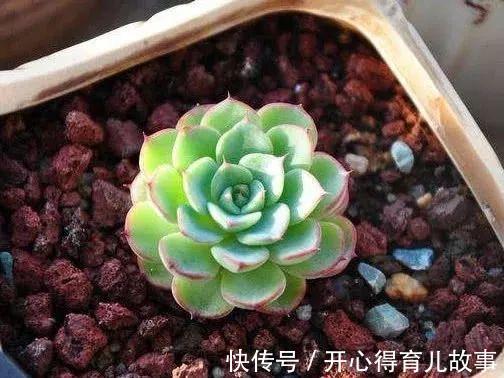 这种废物稍加处理，就能变废为宝，用来养多肉不烂根植株壮