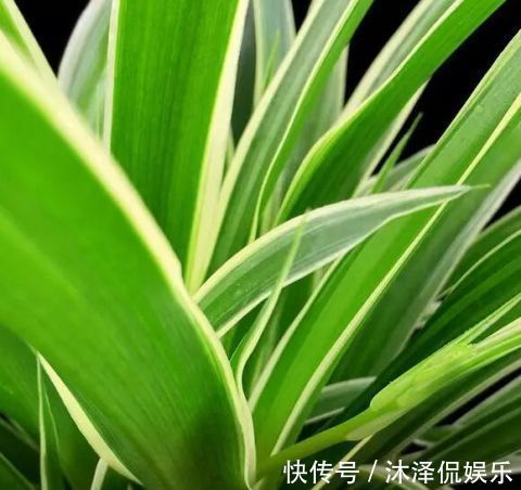 卧室放什么植物盆栽好给你推荐8款不用费心了,净化空气没烦恼!