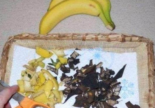 养殖花草小妙招用香蕉皮盆栽植物，分分钟搞定肥水、清洁问题