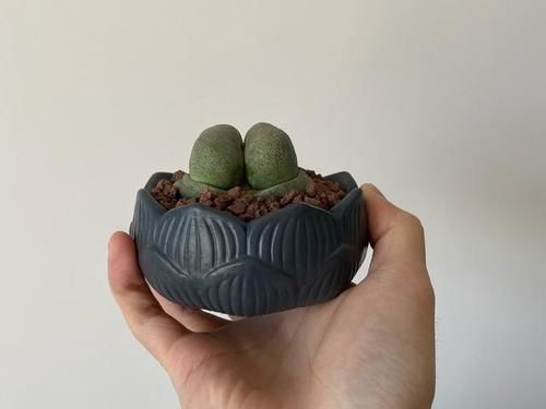 外形酷似元宝的多肉帝玉,入手一颗奇特的双头,盛开的花朵大而美