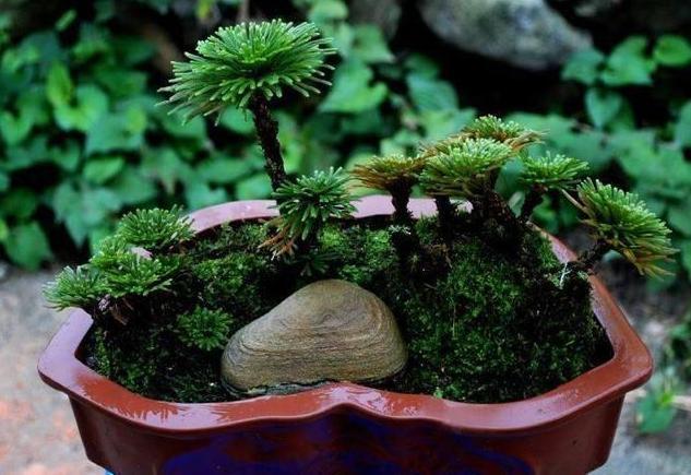 长在“山坡”上的“传奇”野草,挖一棵养家里,越养越值钱!