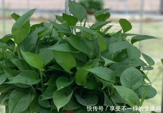 春雨贵如油，这6种花，越淋雨长得越旺盛！春雨贵如油，这6种花，越淋雨长得越旺盛！