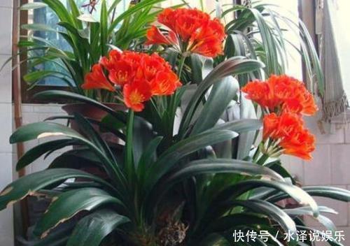 大豆|君子兰长得慢、不开花2种肥扔盆里,注意几点,轻松开爆盆