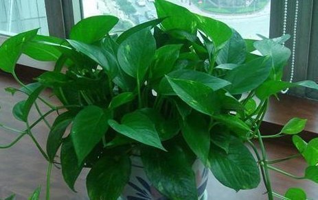 爆盆|文竹、绿萝、吊兰生长慢吞吞,学我这么养,疯狂蹿个长爆盆