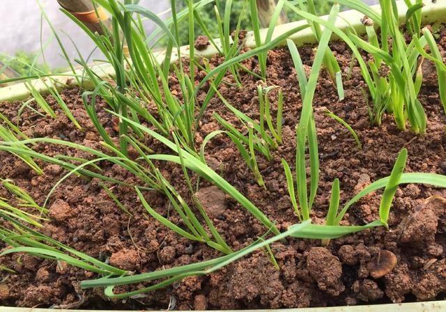 种子|秋天阳台种韭菜,用2个“小妙招”,叶片更大更绿,冬天收获多多