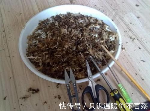 养花技巧：根都烂完了的君子兰，我捡回家，半年后开花了！