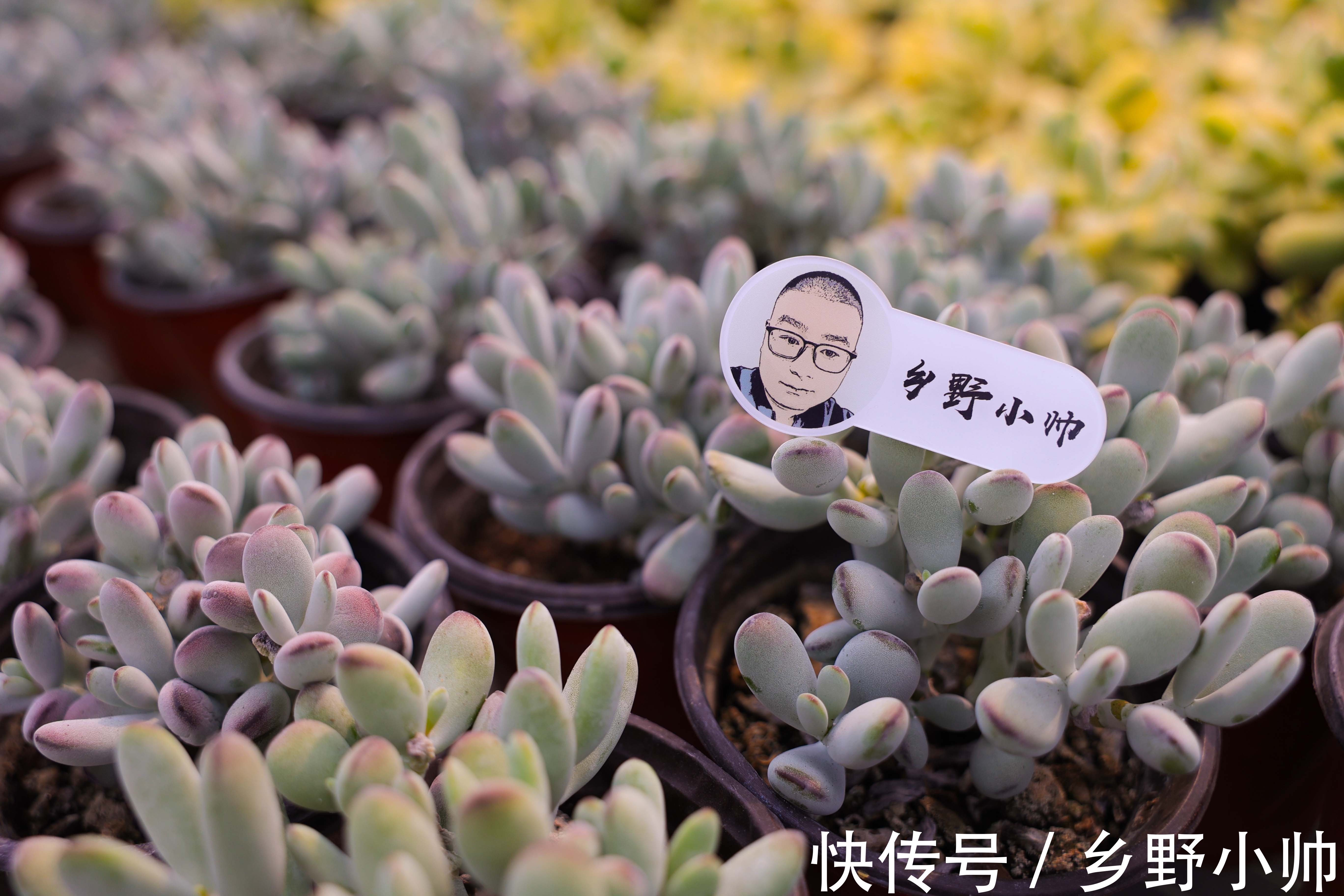 浇水|夏季上盆的多肉怎么浇水,夏季给多肉浇水应该注意什么,浇水篇