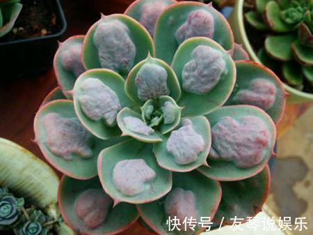 植株|这6种多肉其丑无比,没想到一盆价值上万!