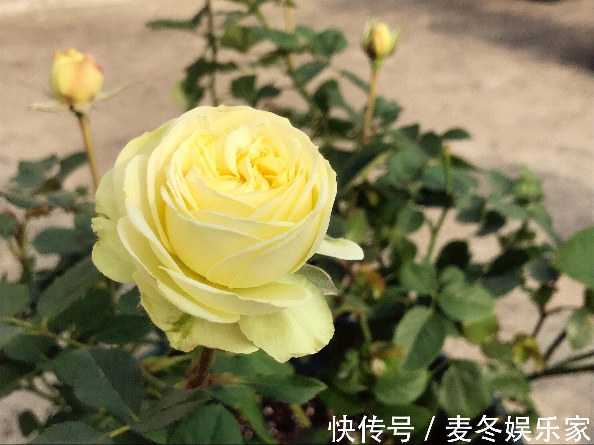 红花绿叶|喜欢玫瑰，不如养“高端玫瑰”永远的莫斯科，色泽鲜艳，艳压群芳