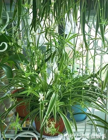 红薯|养5种花卉，没土就能活，“只浇水”嗖嗖爆盆，变成“绿窗帘”