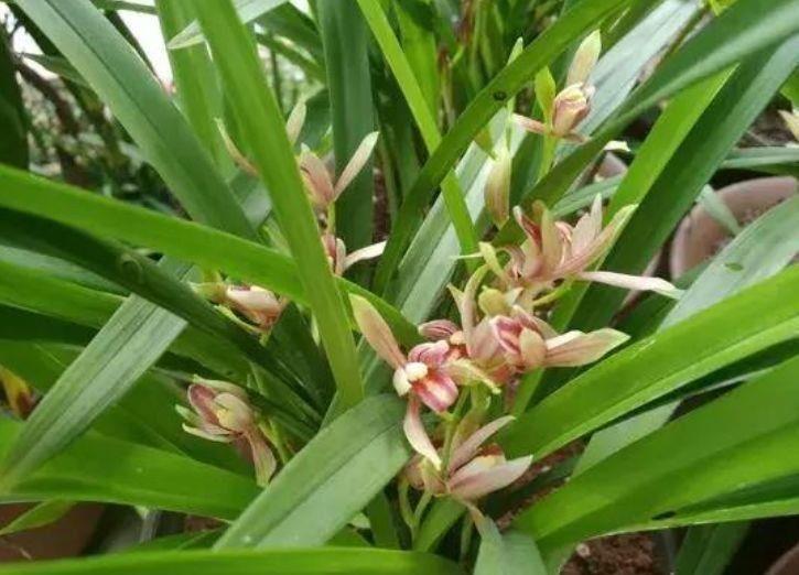 玫瑰|4种花常年开花易爆盆,被称为花卉界的劳模,浇水就能长得旺