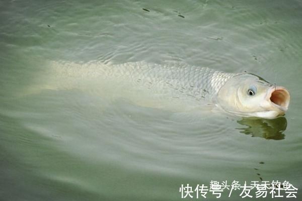 钓不到大鱼，未必是鱼少，可能方法不对试试这几招，一钓一个准