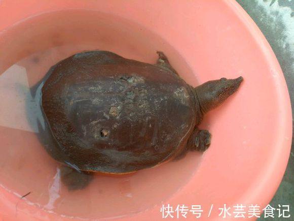 甲鱼|稀有五斤野生大甲鱼被钓起,可无人愿吃,只因背上有四个孔