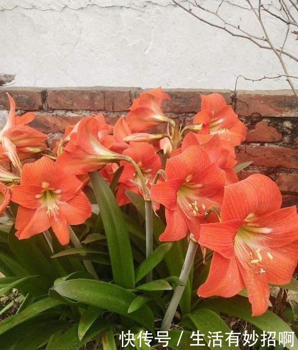 4种花,尽量不要在春天买,养不活还浪费钱!