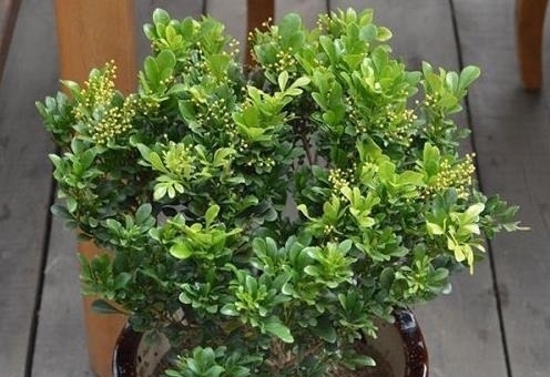 养护|“3种树”养客厅,香味浓,比空气“清新剂”都好,除味杀菌!