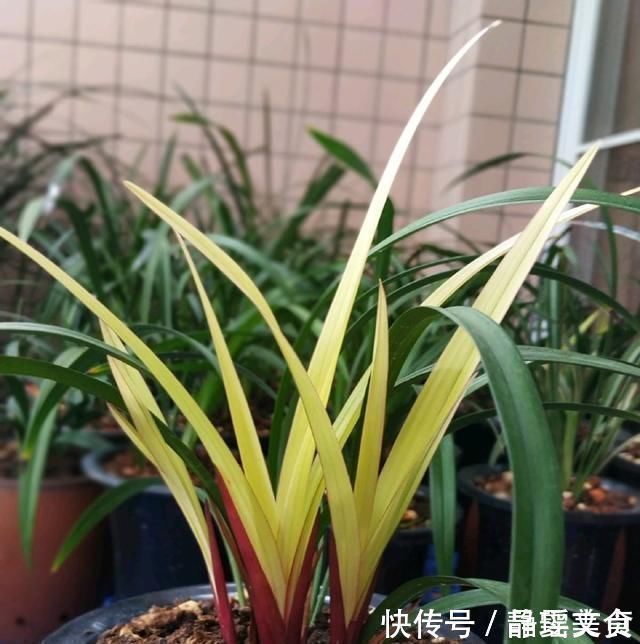 施肥|养兰花，牢记3点，兰花不烂根，不腐芽，猛发壮苗，花朵呼呼开