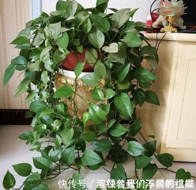 旺盛|虎皮兰、绿萝都喜欢“它”,花盆里“垫1块”,29天爆盆,旺盛!