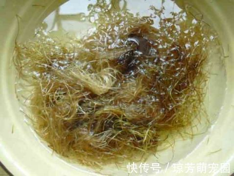 玉笋|在有孕阶段,有5种食物孕妈常吃可以清除体内毒素,有益宝宝发育