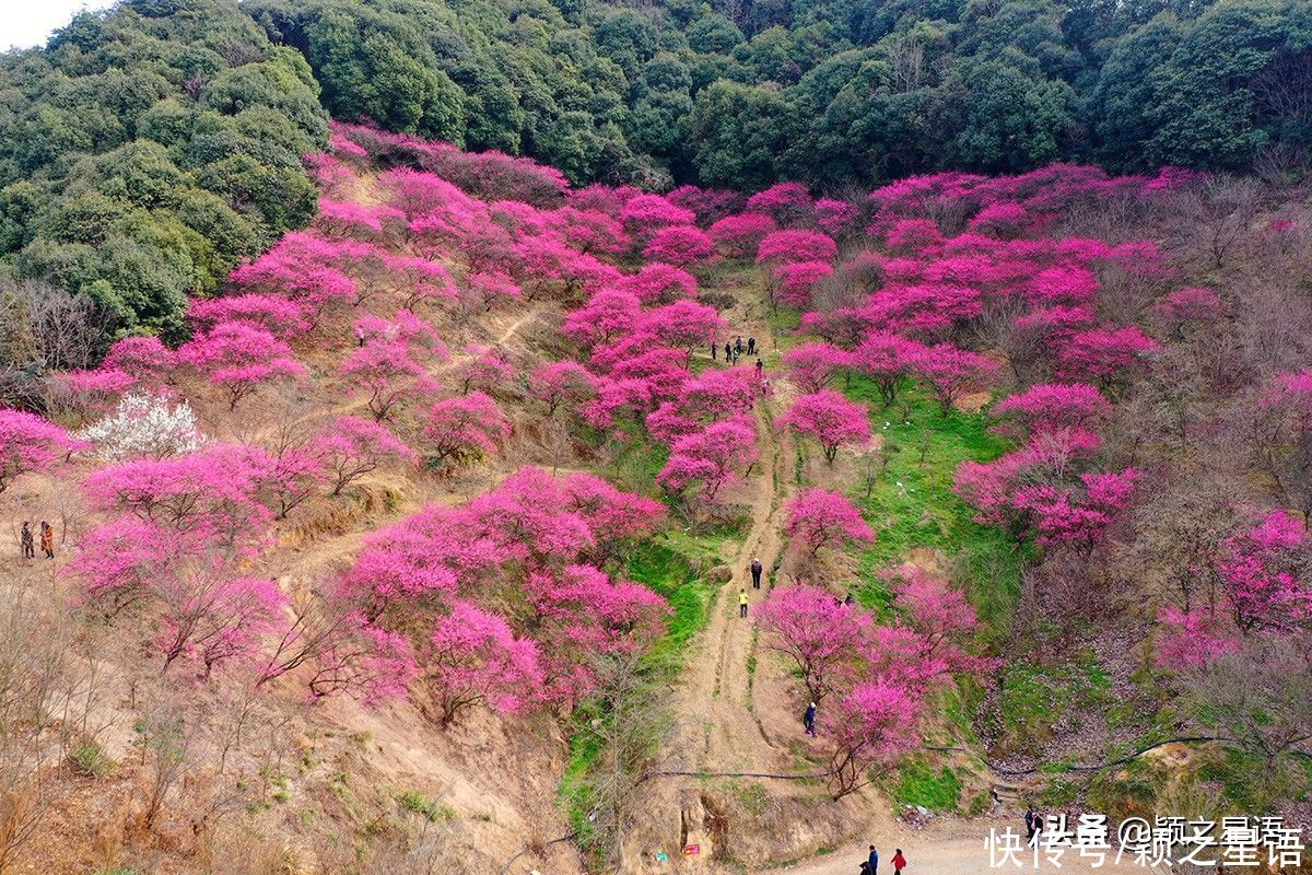 宁波第一免费赏梅地，梅开成海，春节打卡地