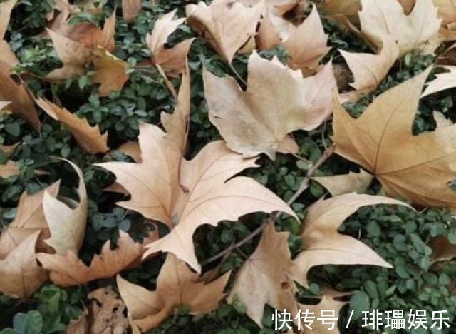 “树叶”垫盆底，将君子兰种下去，根系壮，“花苞”开始变多！