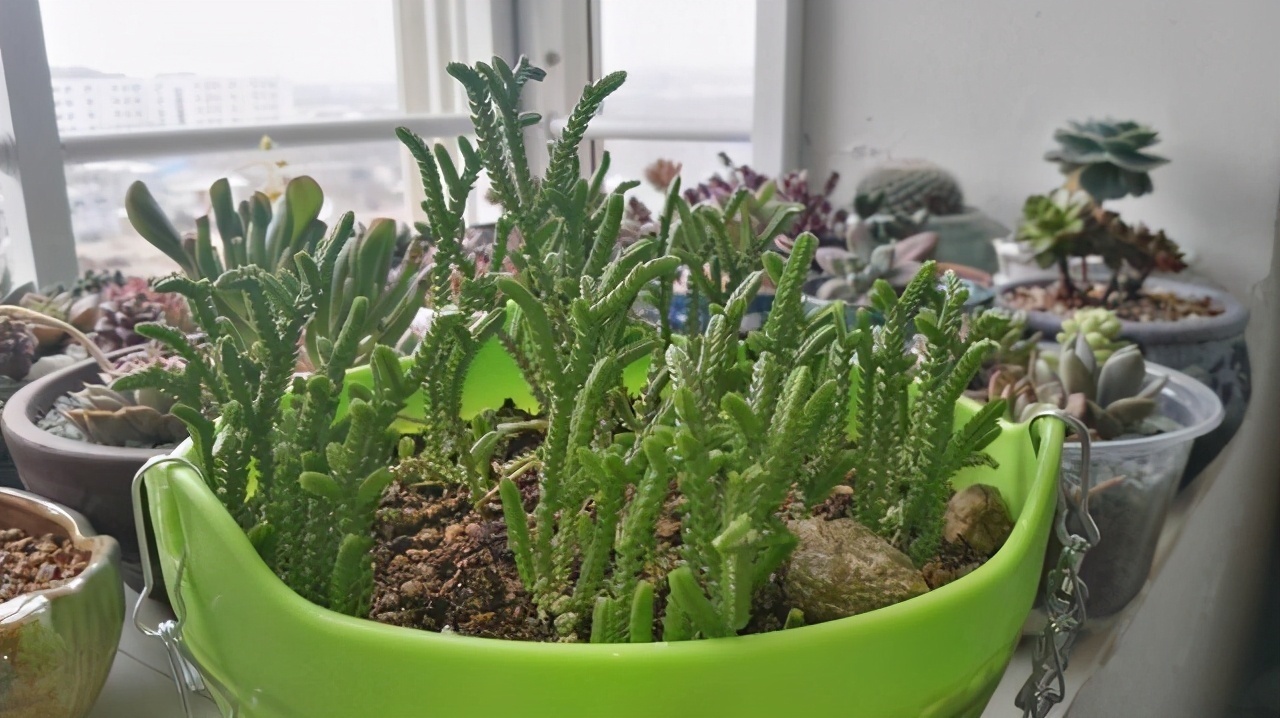 普货|6款多肉大普货，完全靠实力征服花友，养护简单出状态真好看