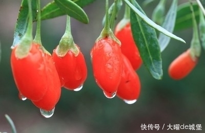 氨基酸|農(nóng)村不起眼的野菜,食療功效強(qiáng)大,養(yǎng)肝明目,降血壓,好處多多