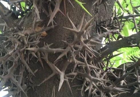  植物|老中医：一种植物在农村随处可见，殊不知用来治病有奇效，了解下