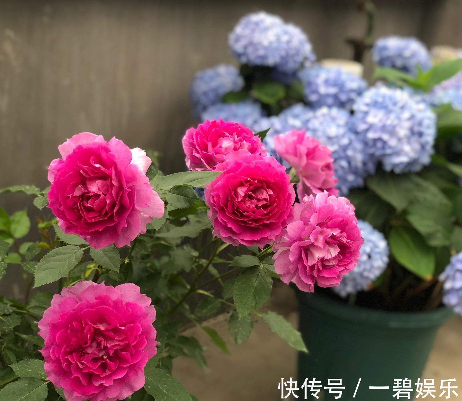 阳台养花,养棵“天方夜谭”吧,美丽若牡丹,浓香四溢,多季花开